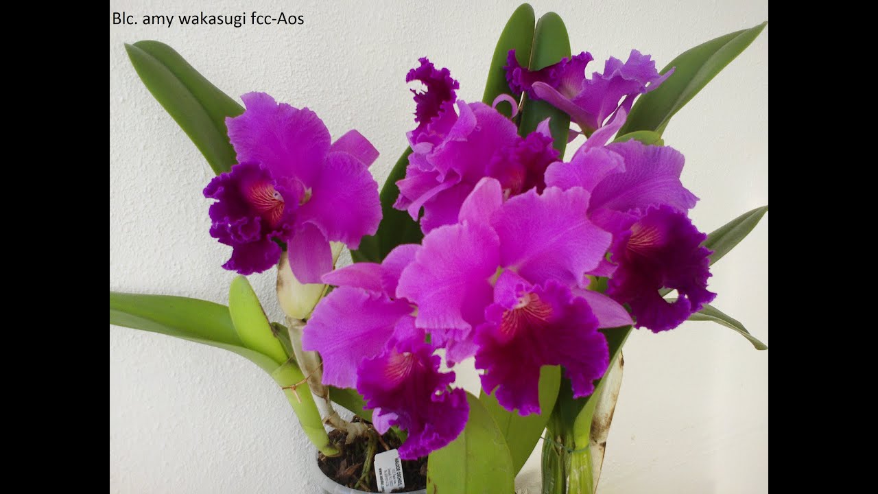 Beautiful Orchids 3 Chinese Peony Bonsai & Orchids with relaxation music