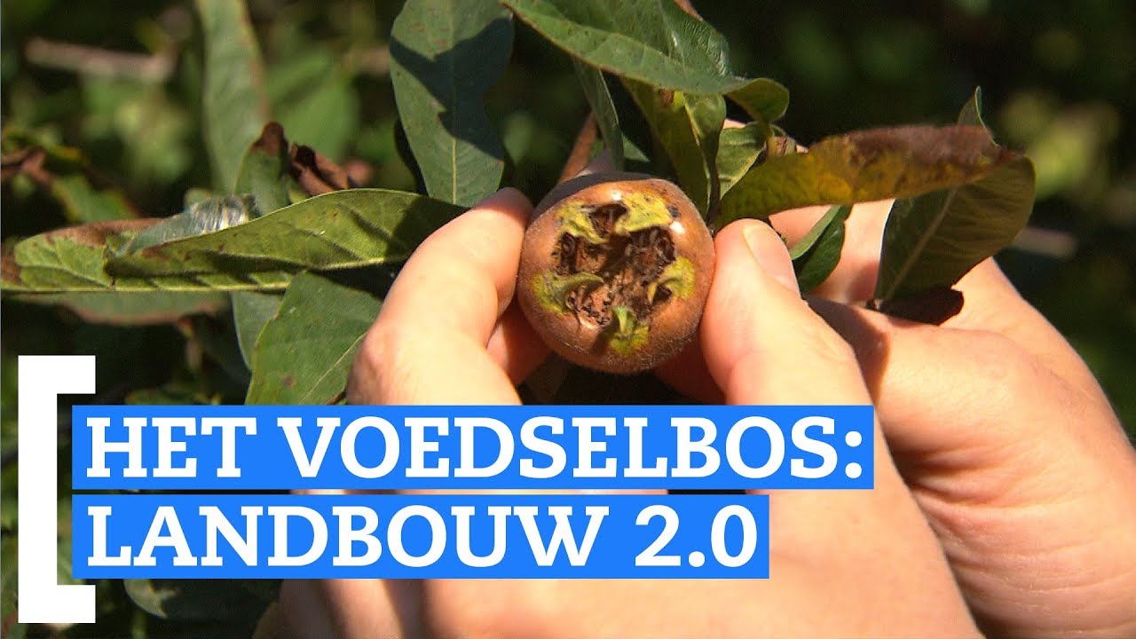 Het Voedselbos: Landbouw 2.0