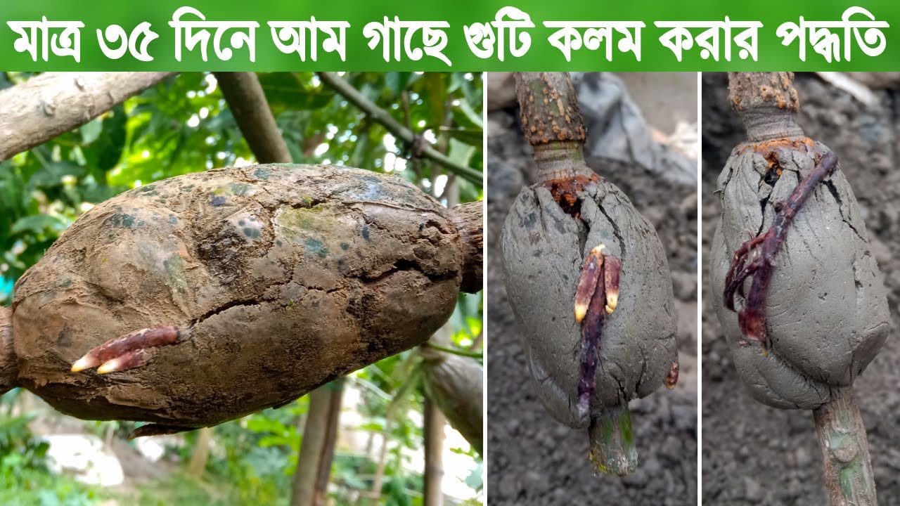 মাত্র ৩৫ দিনে আম গাছে গুটি কলম করার পদ্ধতি | নার্সারিতে কিভাবে আম গাছে কলম করা হয় | Mango Tree