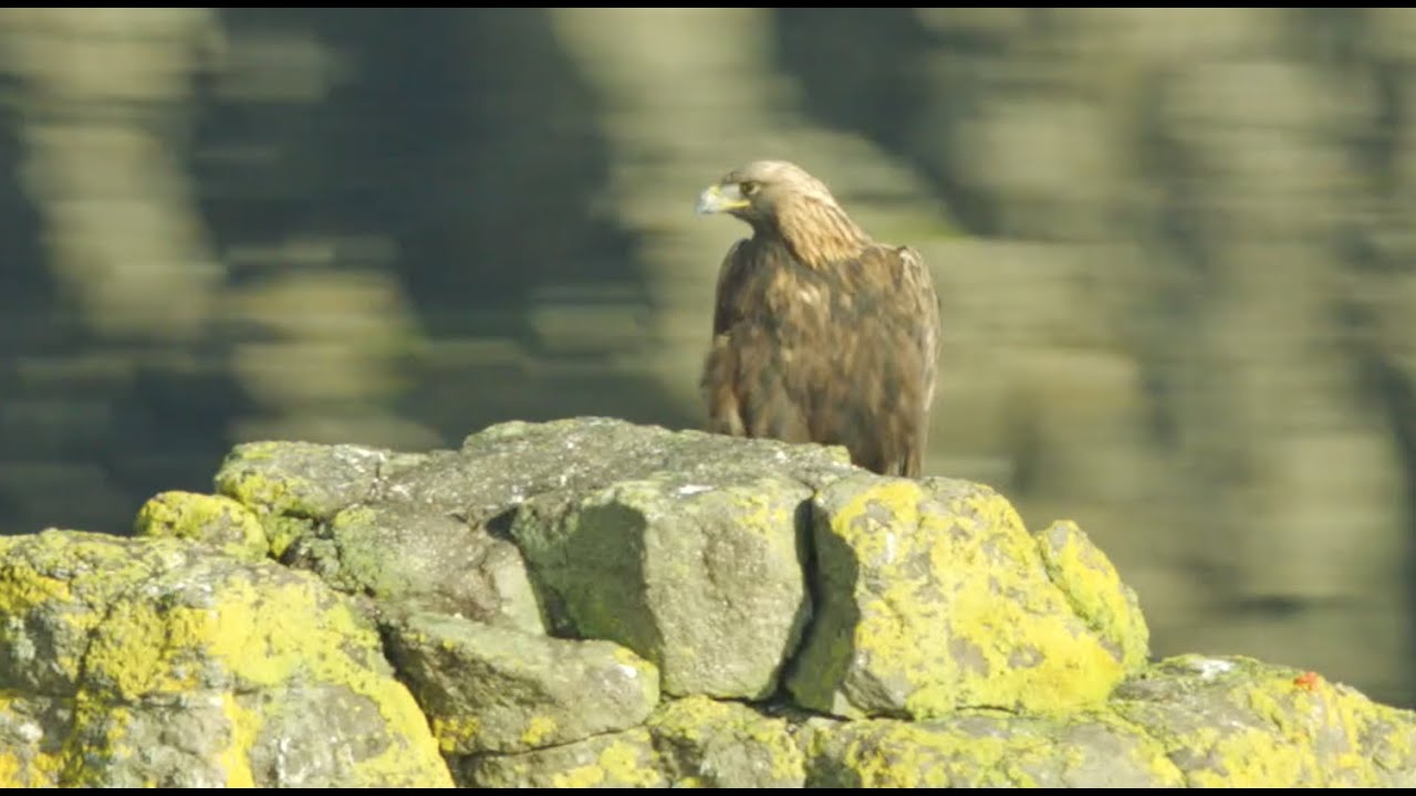 Sensational Golden Eagle footage on the isle of Skye