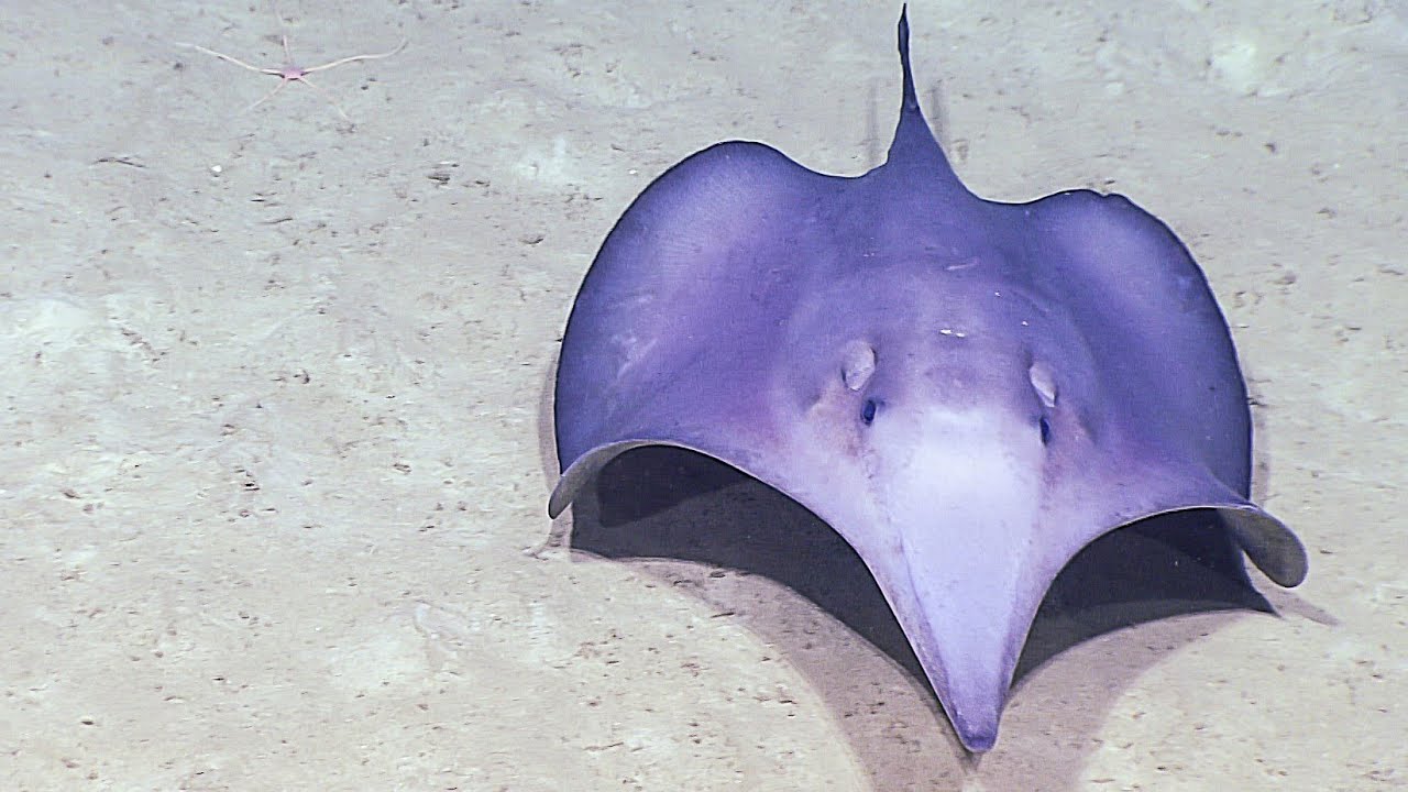 Facts: The Sixgill Stingray (A Stingray Unlike Any Other)