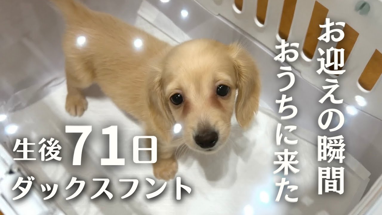 【生後71日パピー犬】運命的の出逢いから24時間後！お迎えの時が来た！おうちに来た日の記録 2024年7月28日