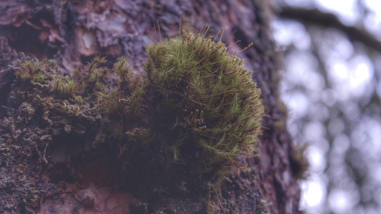 Exploring Abandoned Property  /  Index, Washington