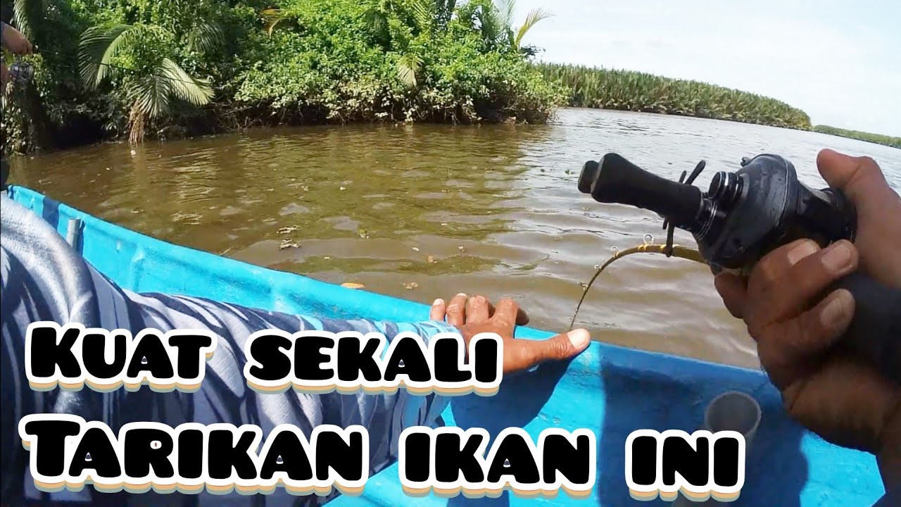 KUAT SEKALI TARIKAN IKAN INI
