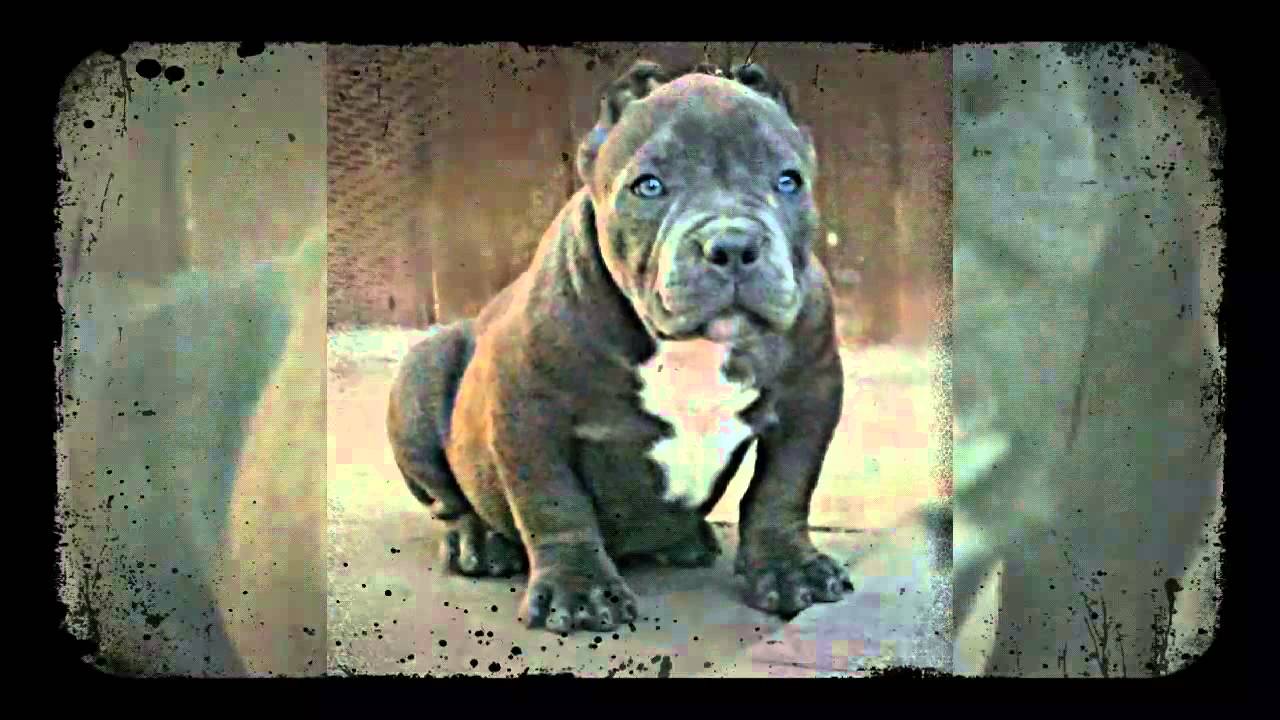 American Bully Southern Cali Bullies
