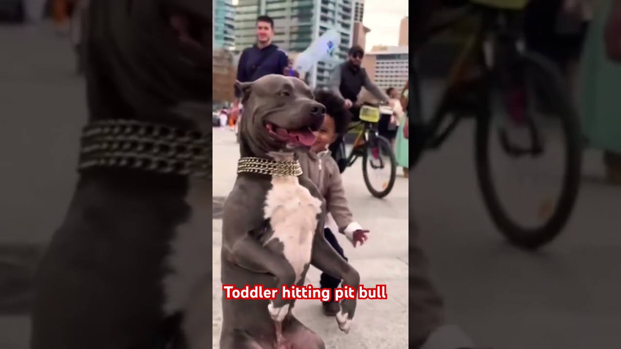 Toddler hitting a pit bull in the head with a water bottle 🙃🤔#youtube #viral #funnyshorts #viral