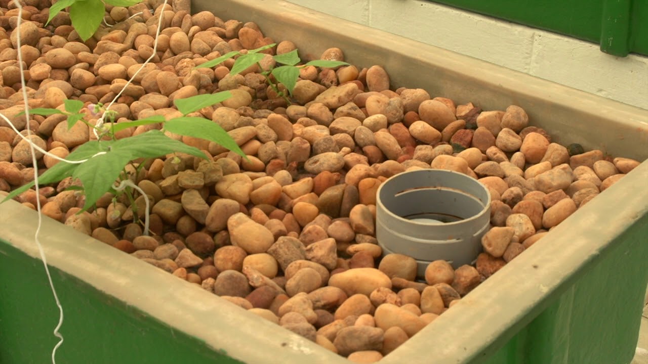 Murray Hallam visits India's largest Aquaponic project - Madhavi Farms