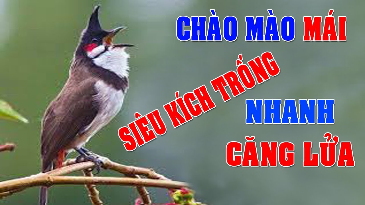 Chào mào mái hót kích trống #chaomaomai