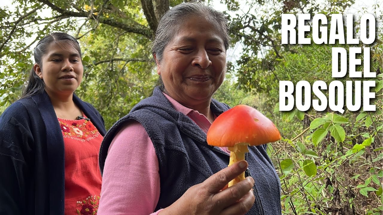 Como encontrar los mejores hongos de yema de huevo: Salimos a buscar este regalo del bosque