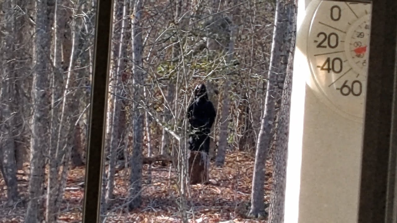 8 Most Disturbing Backyard Encounters Caught on Camera