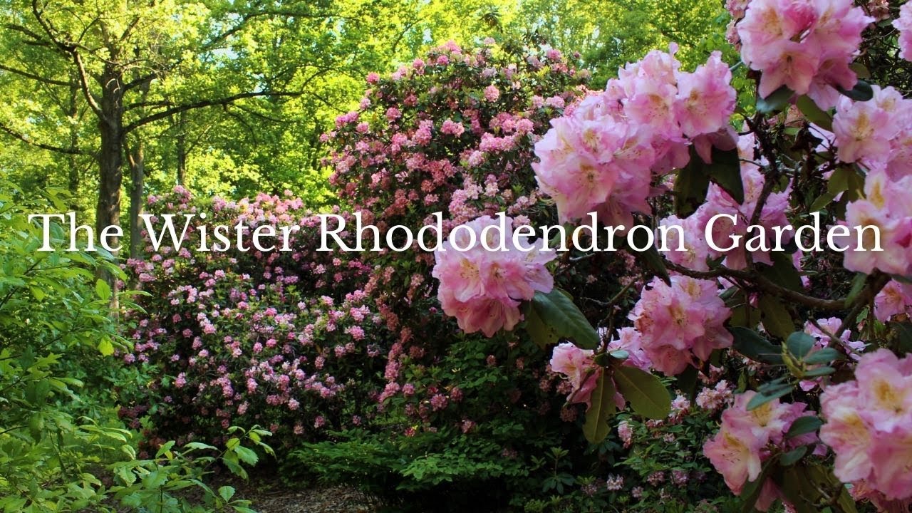 Wister Rhododendron Garden 2021