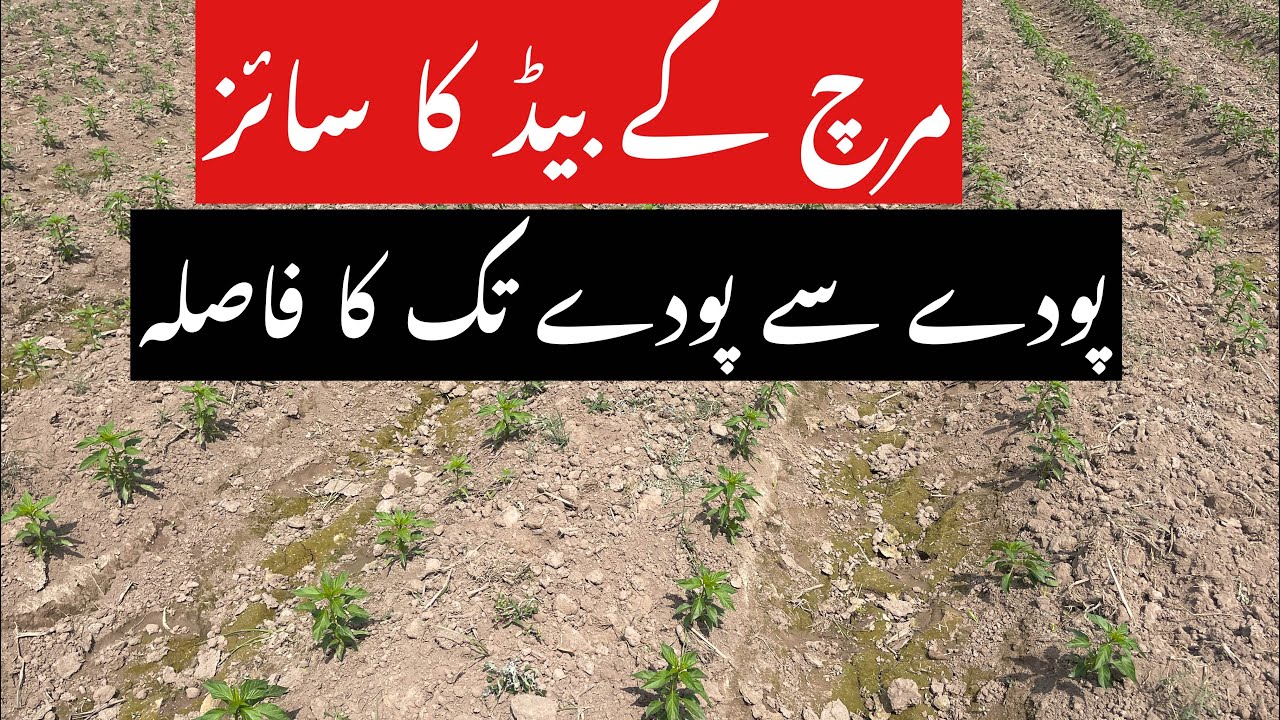 Bed size and plant to plant distance in Chilli Crop Variety to variety 