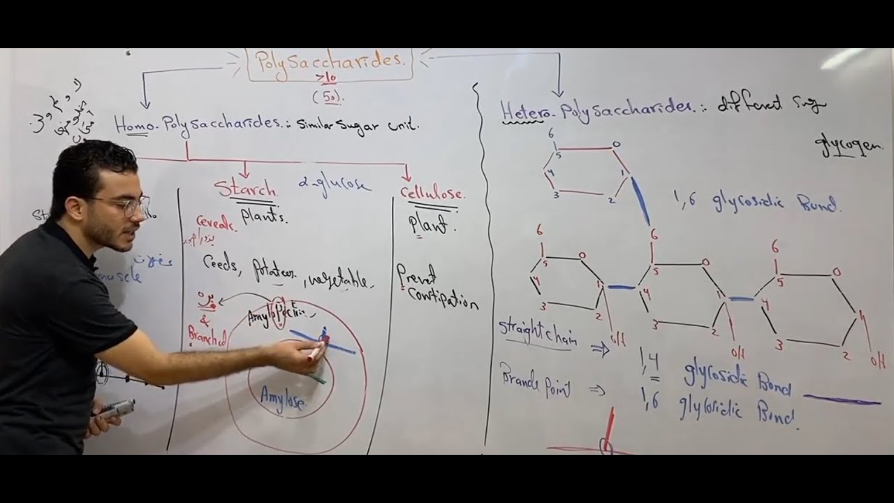 الفرقة الاولى كربوهيدرات 6 دكتور إبراهيم الحسيني (polysaccharides) 2020