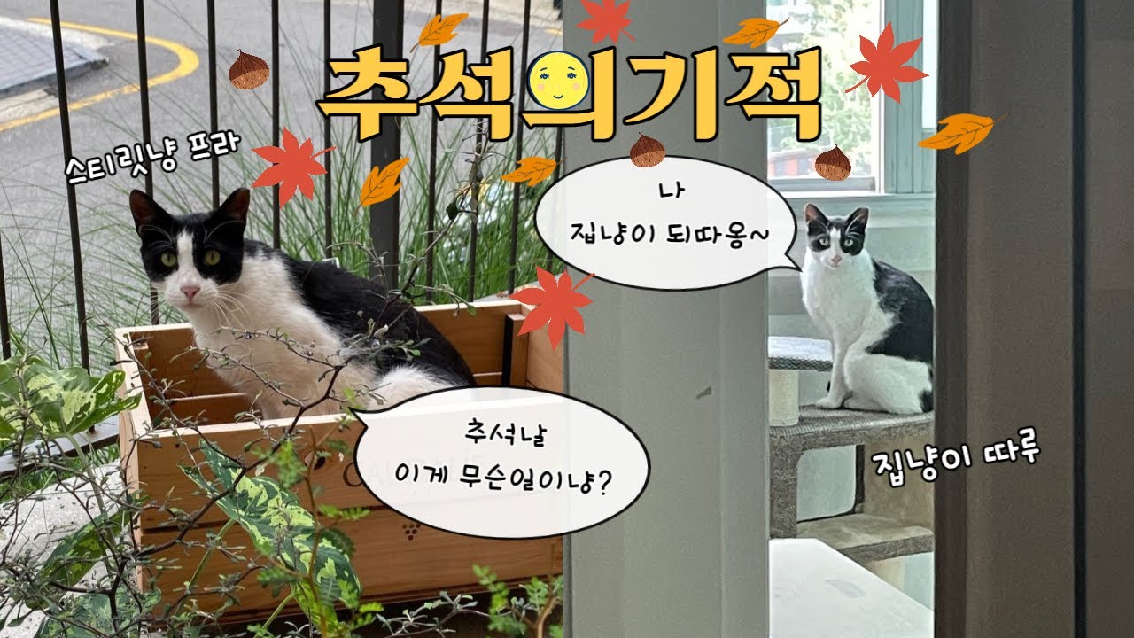 VLOG/추석의기적/성묘 길냥이 입양은 불가능할줄 알았는데......기적같은 일이 생겼어요 그리고 아직도 길에서 살아가야하는 우리의이웃 고양이들이야기
