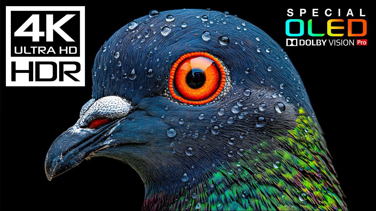 Most Craziest 4K HDR 60FPS Dolby Vision (8K/4K Video TV)