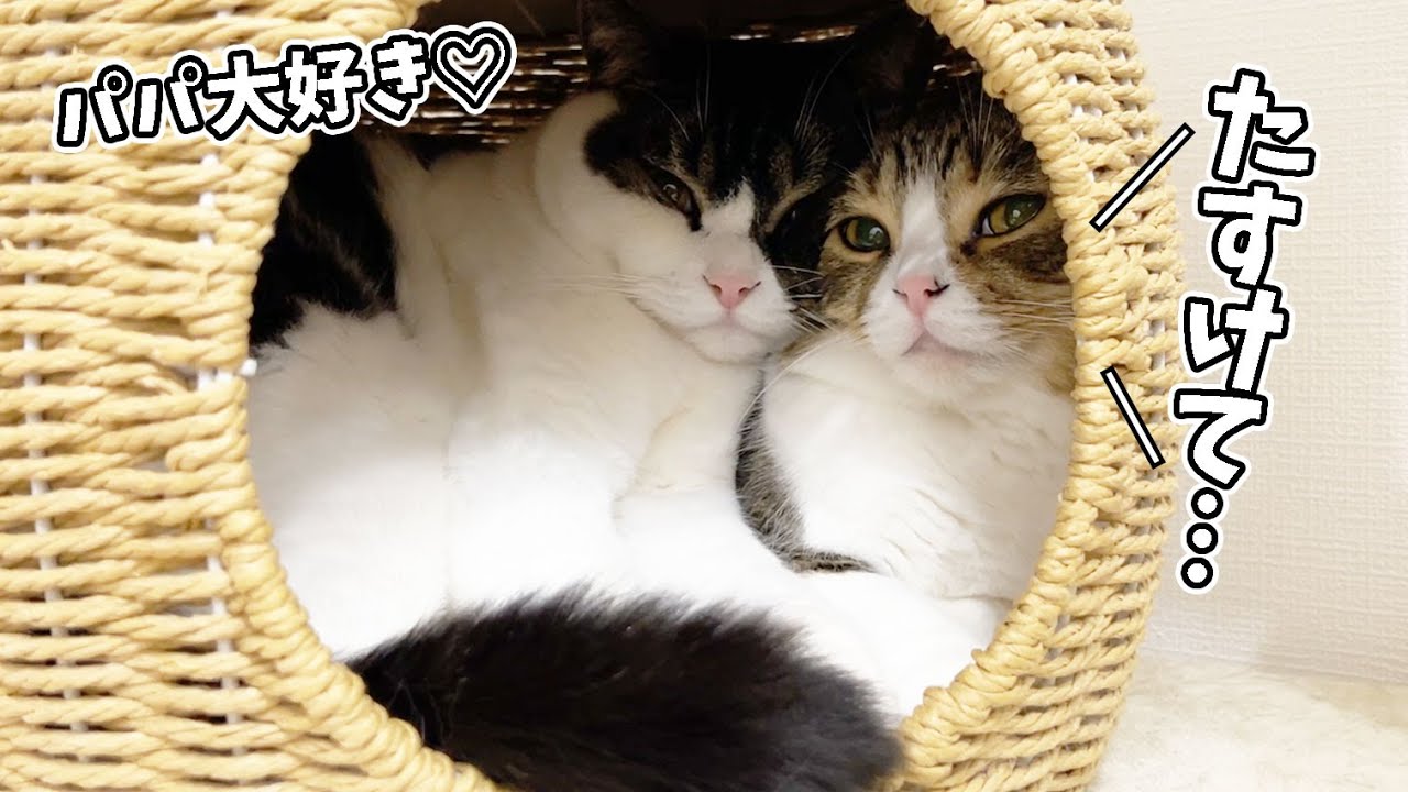 大きくなってもパパ猫が大好きすぎる息子猫に困ってます…汗