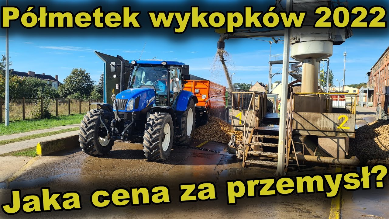 Ile aktualnie kosztuje ziemniak przemysłowy w skupie? | Mamy połowę areału za sobą...| Wykopki 2022