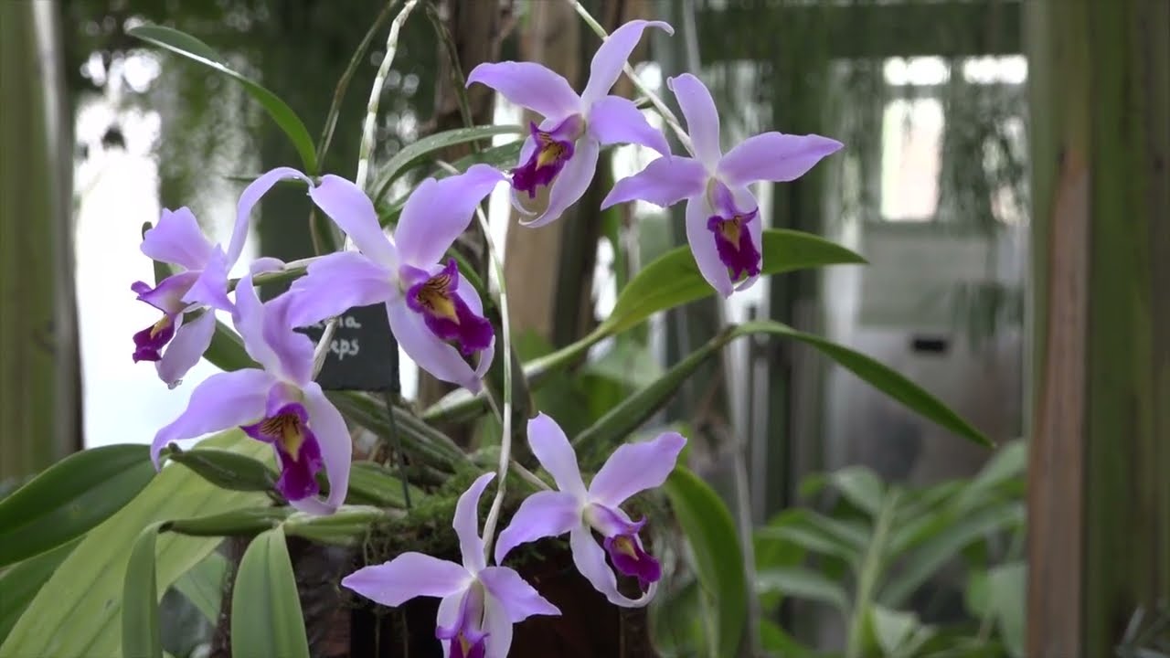 Mille et une orchidées 2017 à Paris