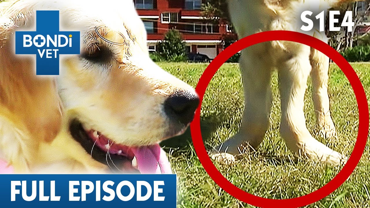 Deformed Puppy Needs Life-Changing Surgery 😢 | Bondi Vet Season 1 Ep4 | Bondi Vet Full Episodes