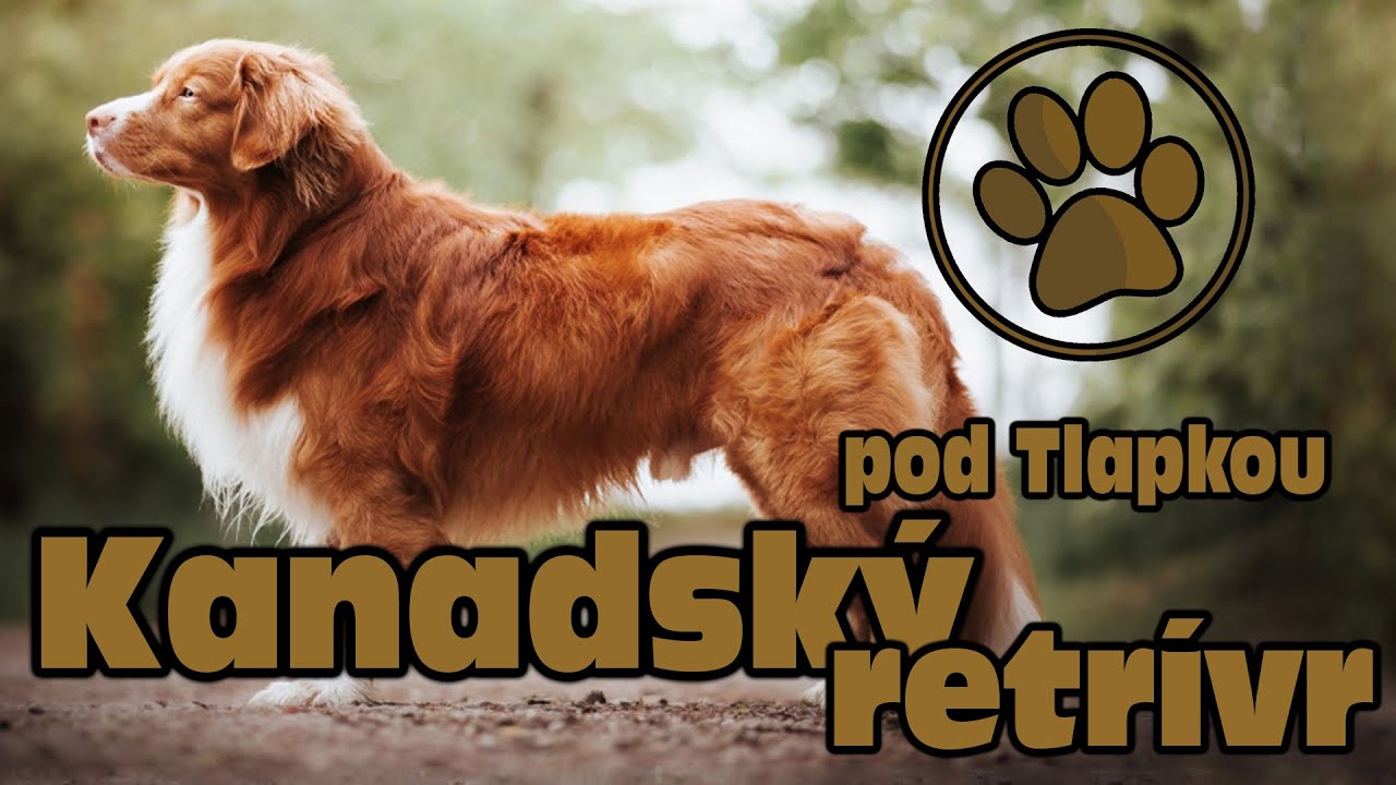 KANADSK&Yacute; RETR&Iacute;VR (TOLLER) | O PLEMENU