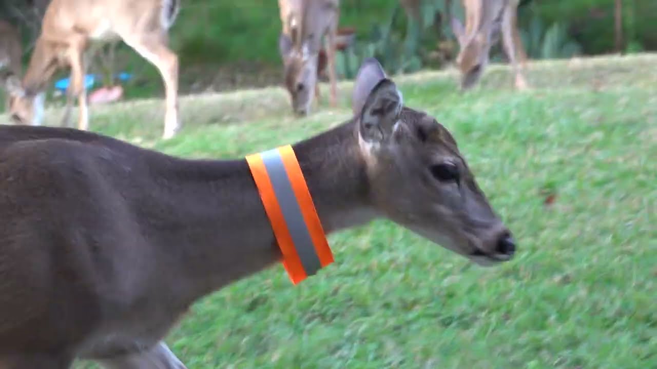 Dinner with Bambi and the herd (day 97)