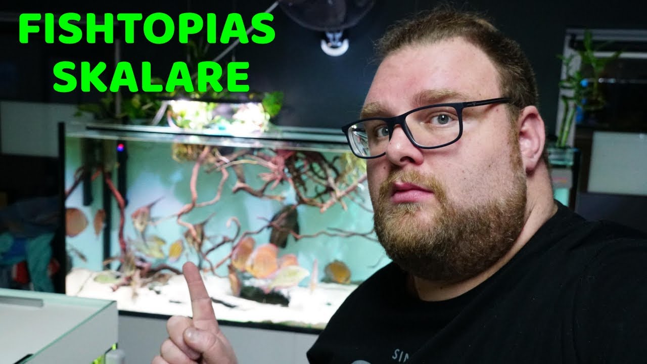 Fishtopias Skalare Part 3