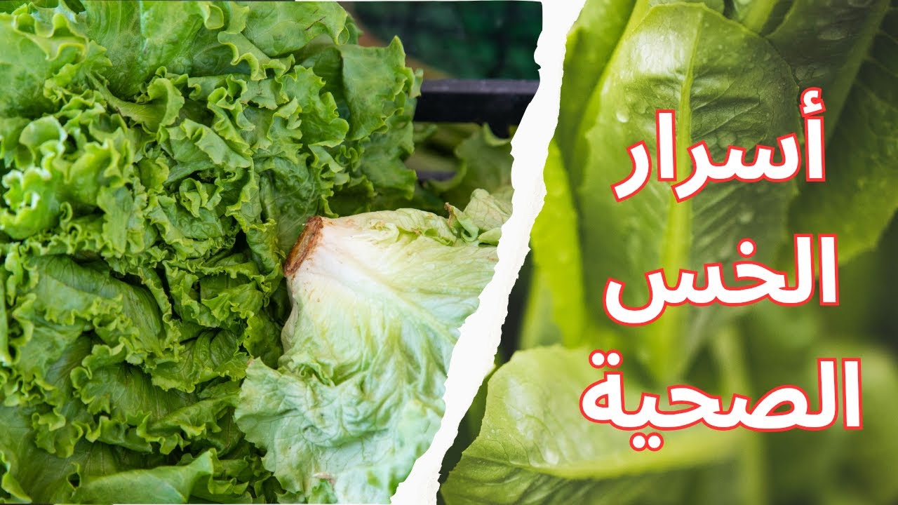 فوائد وأضرار الخس | ماذا يحدث لجسمك عند تناوله يوميًا؟ مفاجآت لا تعرفها
