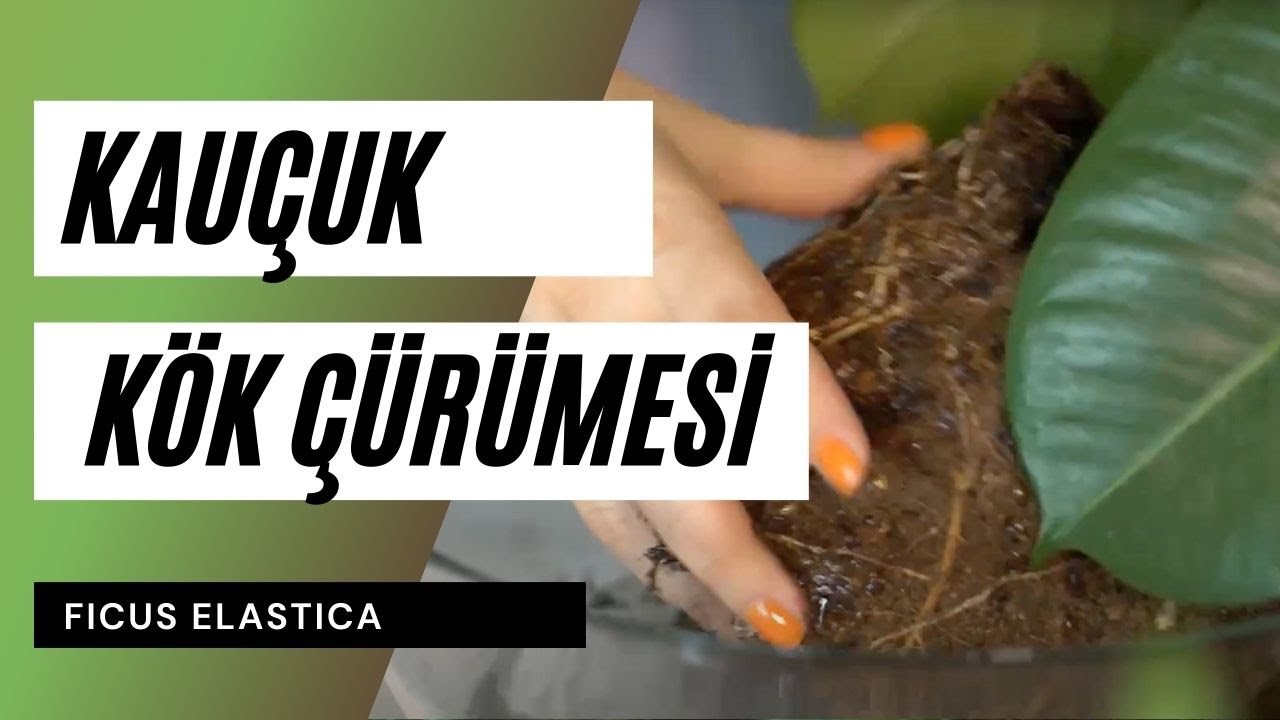 Ficus elastica ve kök çürümesi sorunu