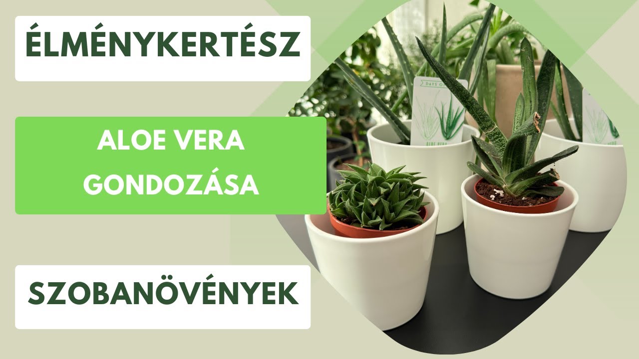 Aloe Vera kisokos- tudnivalók, gondozás, átültetés