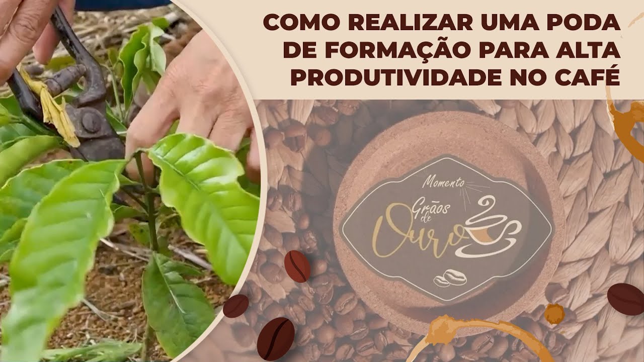 Como realizar uma PODA DE FORMAÇÃO para ALTA PRODUTIVIDADE no café