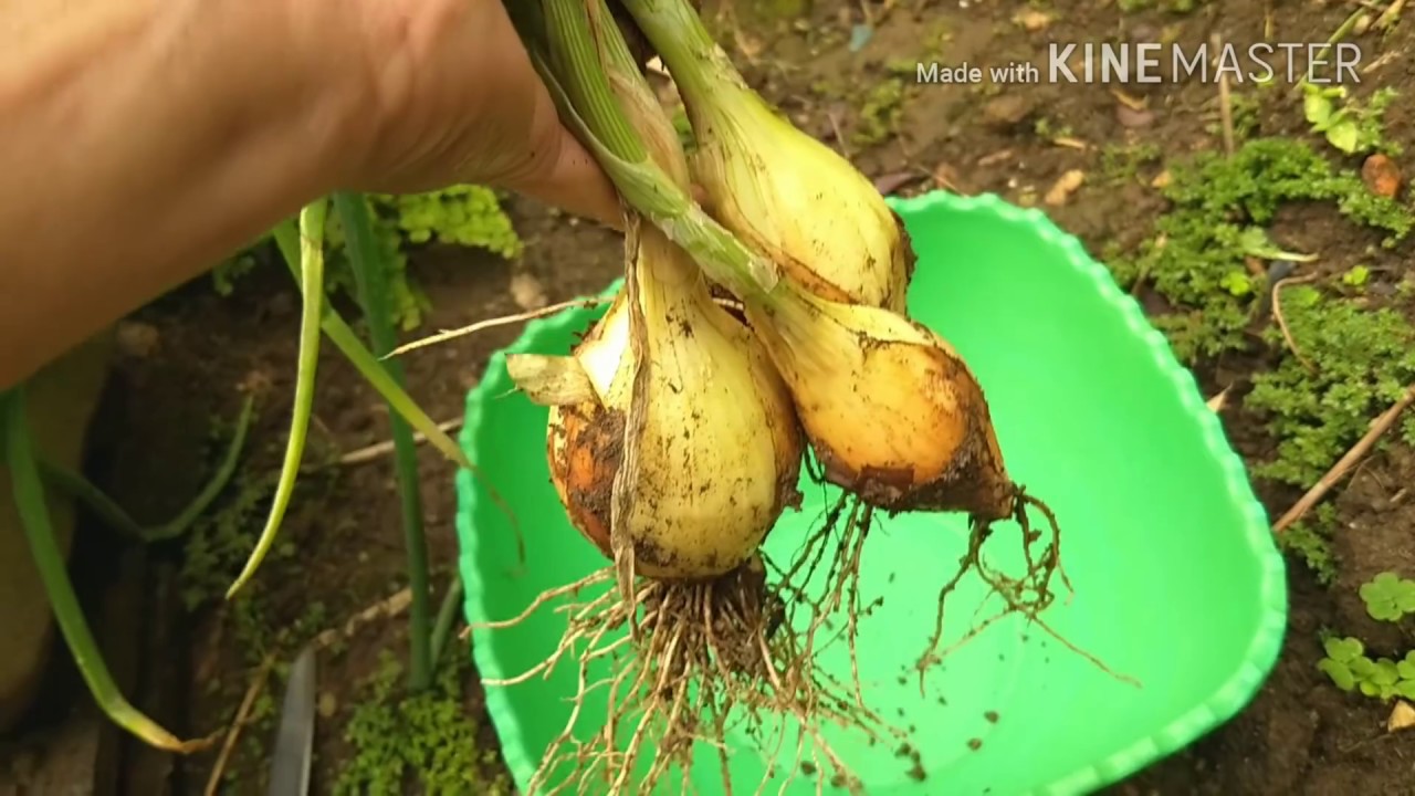 COMO PLANTAR CEBOLA, início meio e fim / COLHEITA  INCRÍVEL DE PIMENTÃO.