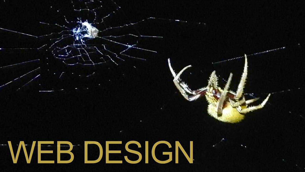 Upside-Down Web-Building: Spider Making Trap Inverted!