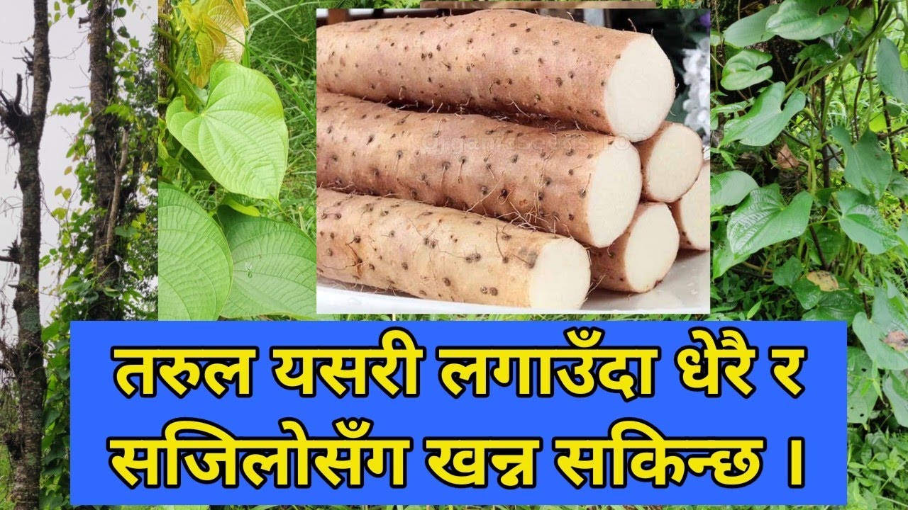 तरुल खेती गर्ने तरिका, यसरी लगाउँदा धेरै र सजिलोसँग खन्न सकिन्छ ।