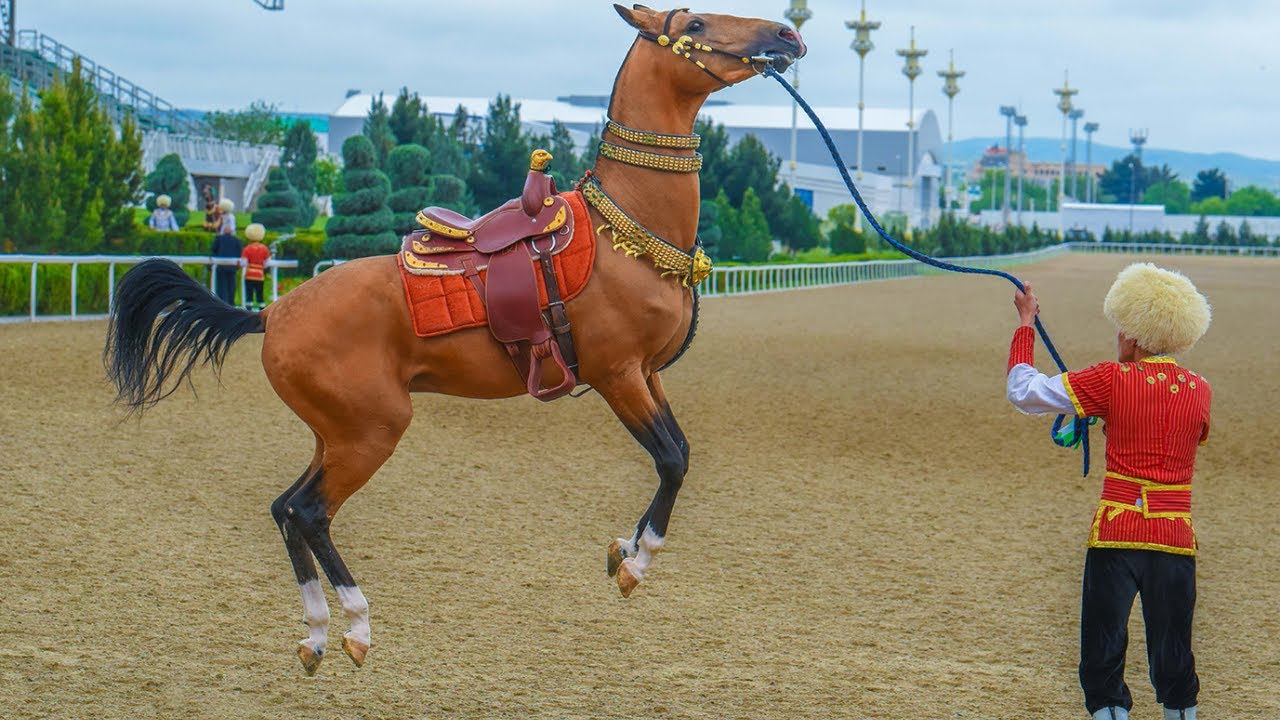 Meet the Golden Horse: The Most Beautiful Breed in the World