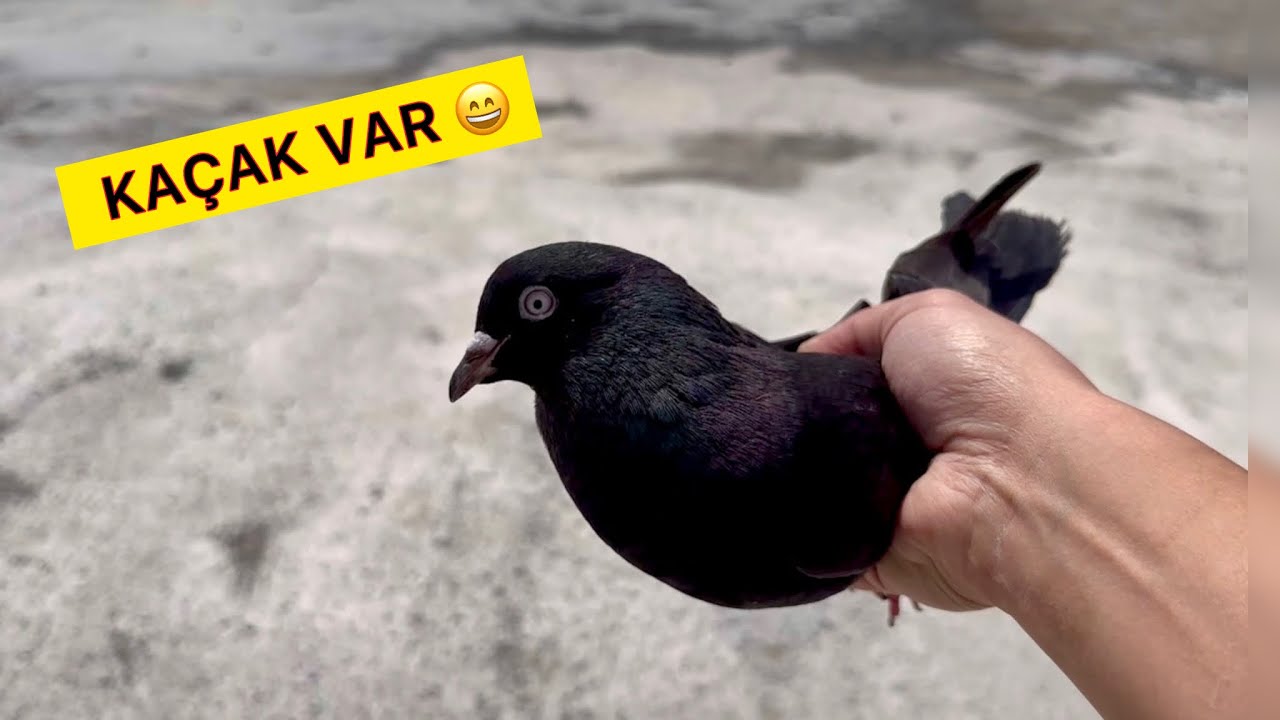 KAÇAĞIN BİLE ARAPI GELİYOR 😂 DÖNÜŞLÜ KAÇAK YAKALADIM - Kaçak Güvercin Yakalama