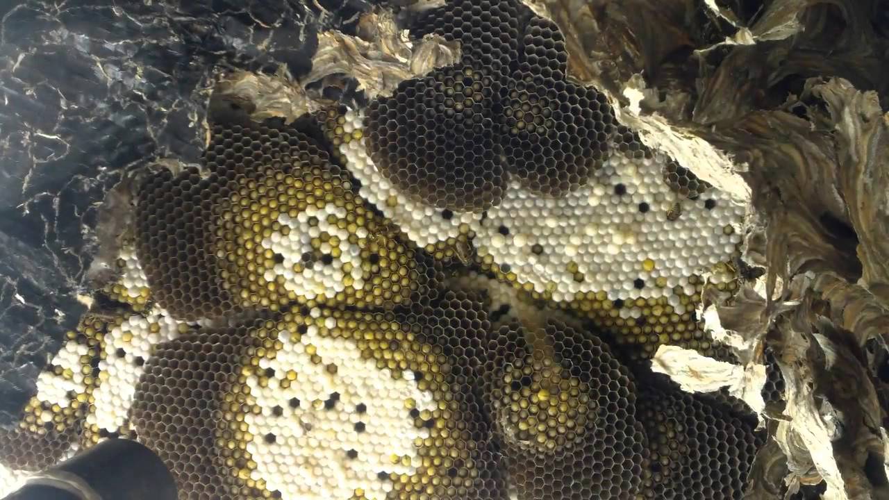 Beekeeper VS Yellow Jackets