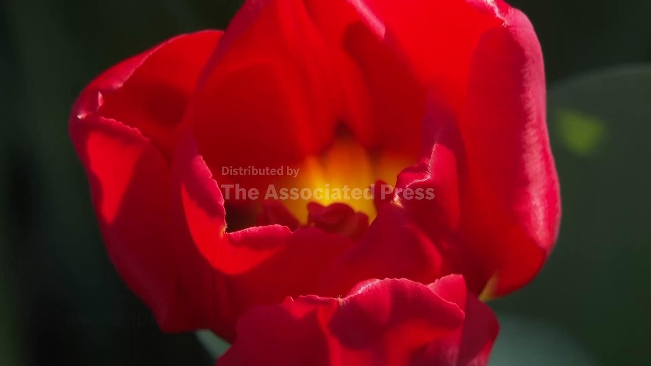 Amsterdam’s Museumplein bursts into color as tulips fill the iconic square in celebratory display