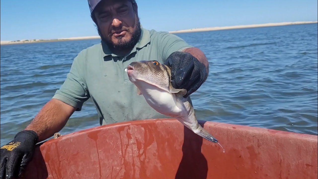 Pesca de pez globo 🐡 (botete) y preparación de pescado sarandeado 