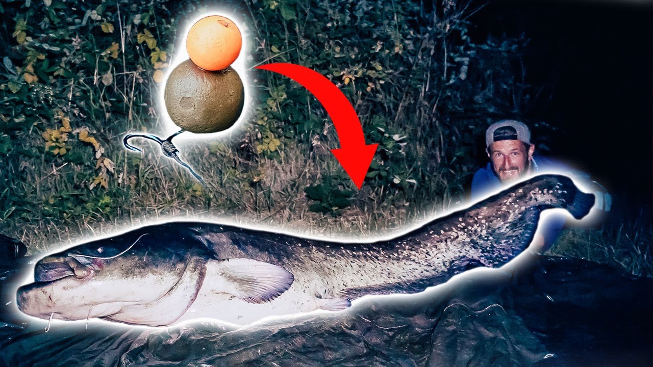 ESKALATION am Futterplatz | Mit Boilies auf Waller