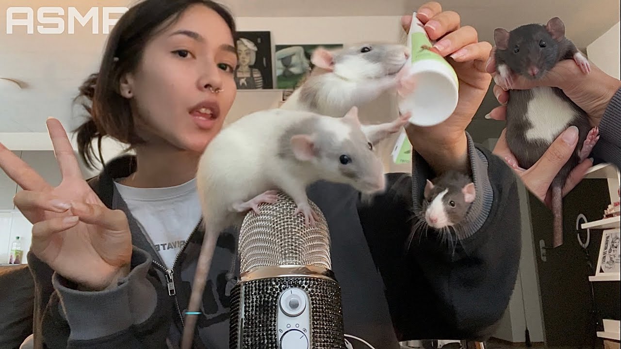 ASMR WITH MY PET RATS ☆ (whispers, rats) 🐀