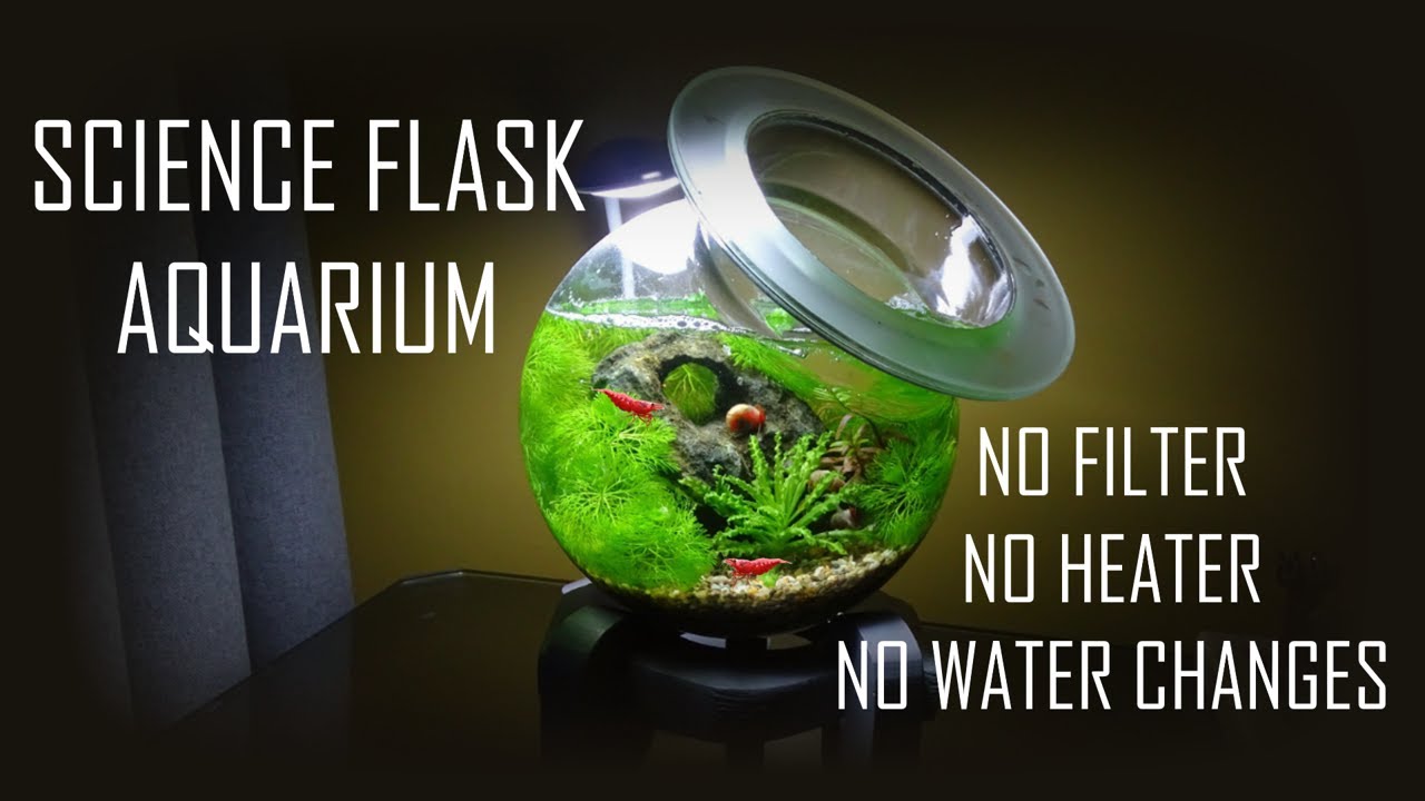 SCIENCE FLASK AQUARIUM | No filter, No heater, Miniature setup tutorial