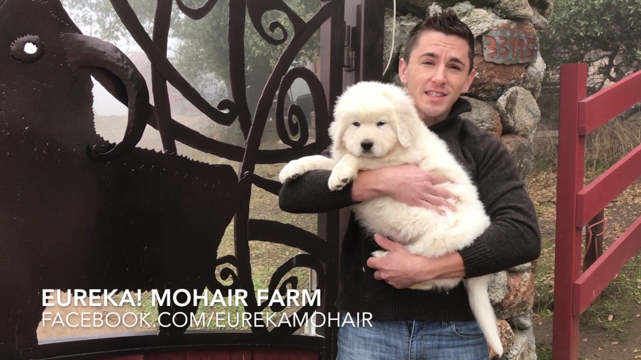 Italian Maremma Livestock Guardian Sheepdogs