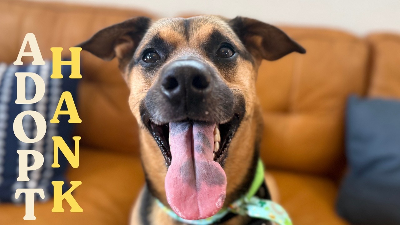 Hank | Handsome, Clever, Family-Ready