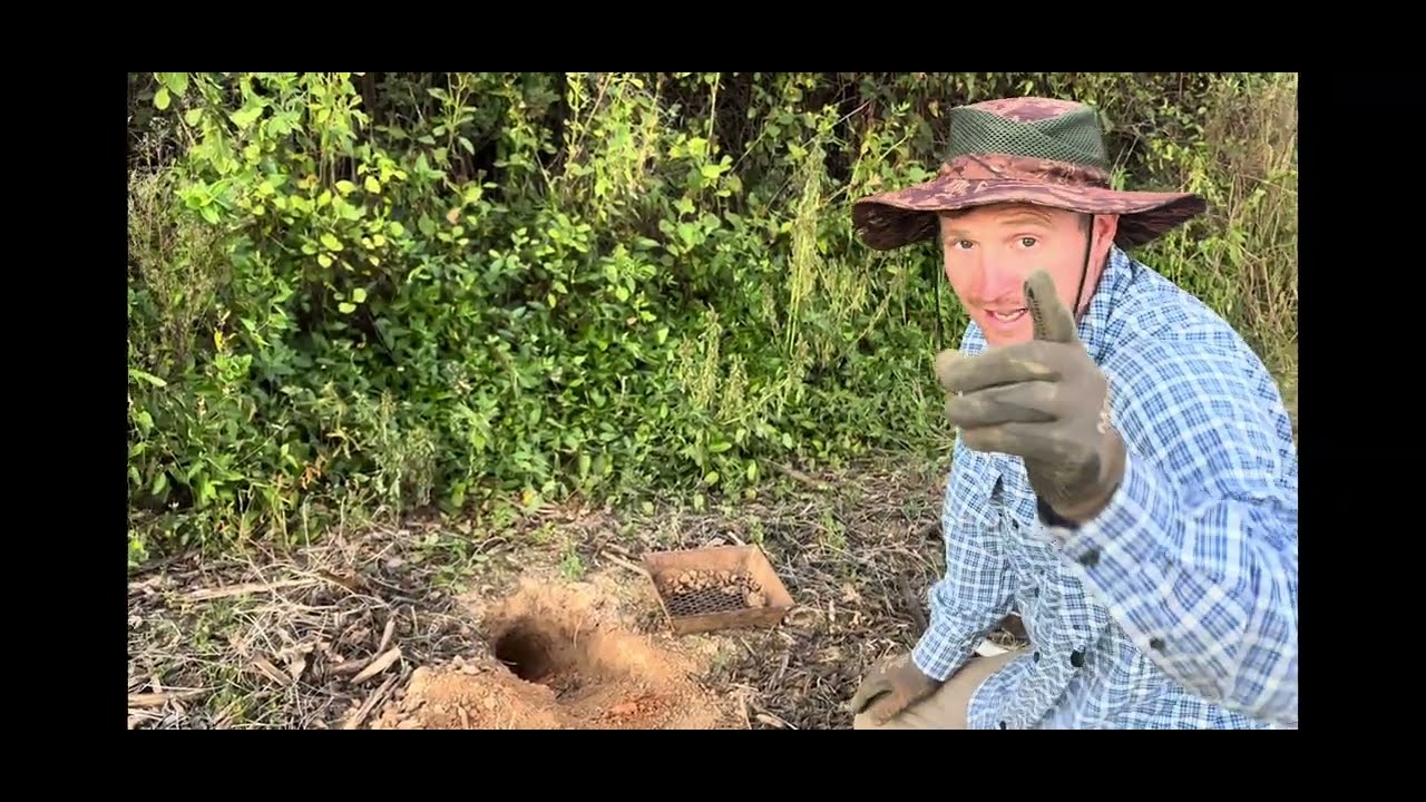 Step down dirt hole sets (coyote trapping ) 