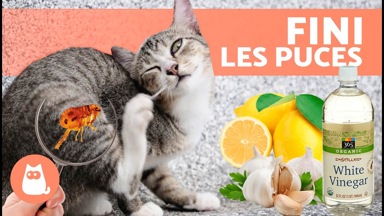 7 meilleurs REMÈDES MAISON contre les PUCES chez les CHATS 🐱🐜