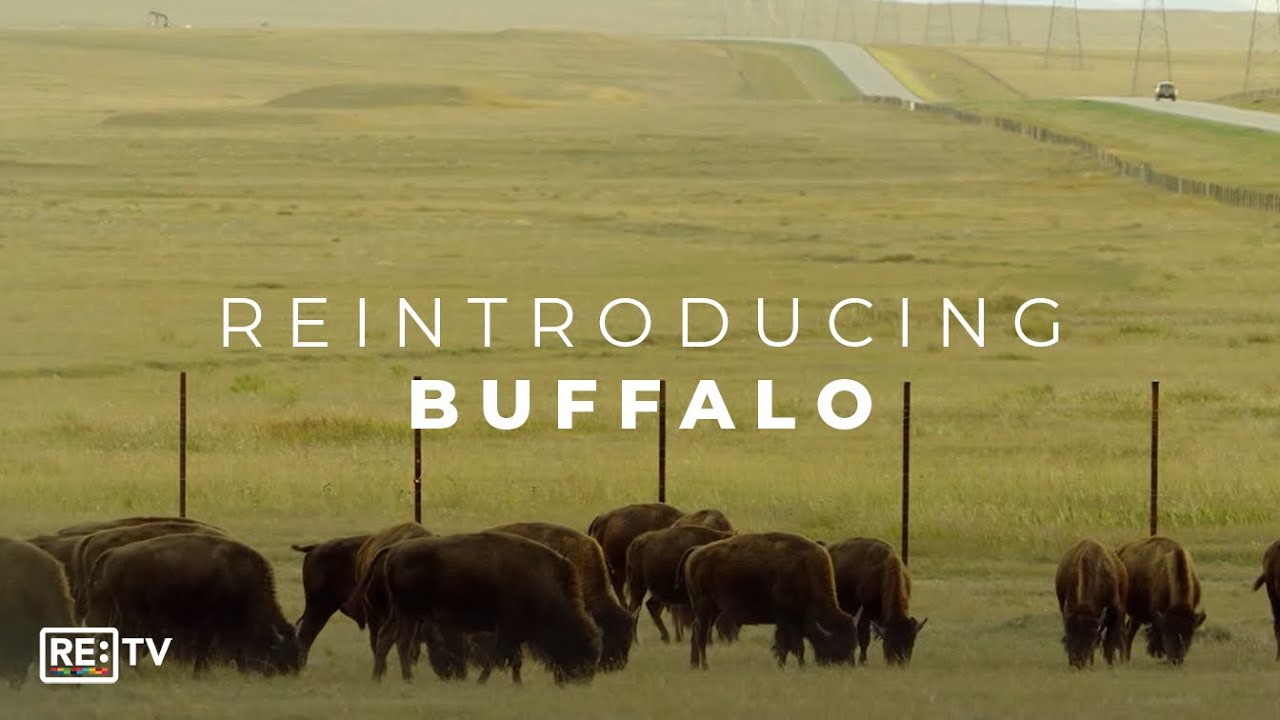 Why the Kainai are Bringing Wild Bison Back to their Indigenous Blackfoot Heartlands