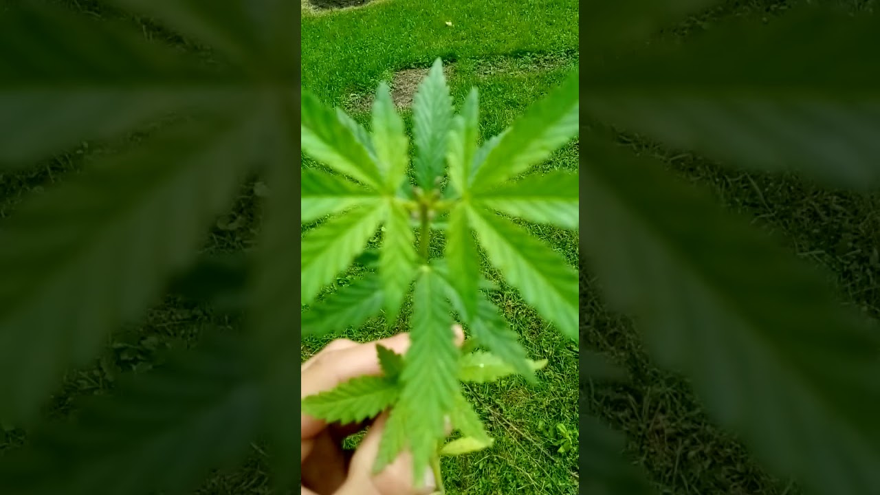 Male Marijuana Plant
