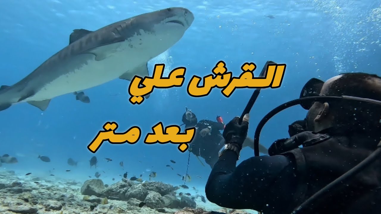 غطست مع قرش النمر في المالديف 🤯 #modrar