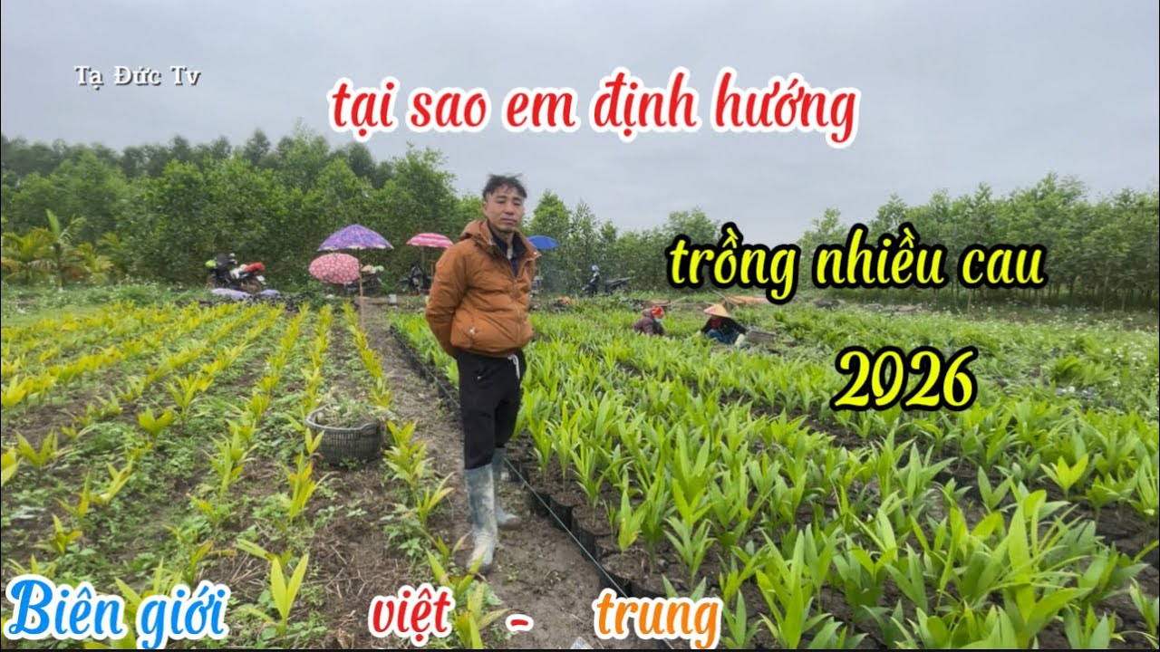 trồng cau vẫn hót