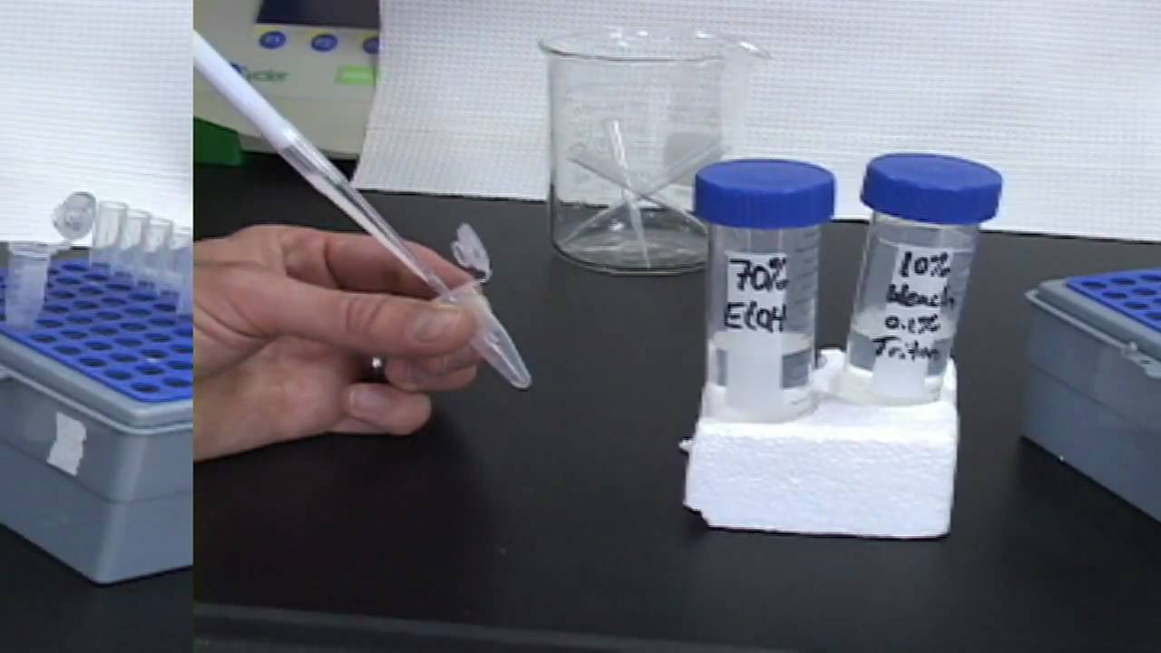 Arabidopsis Plating Protocol